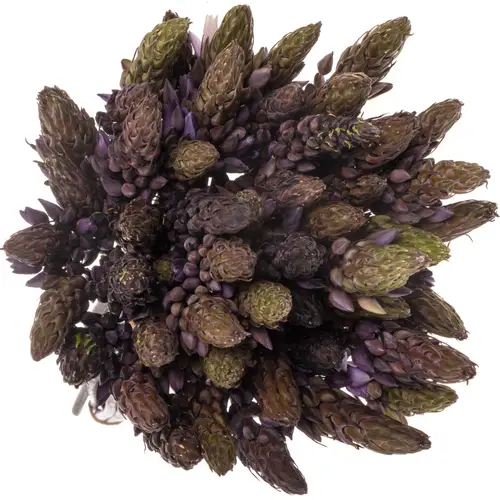 Ornithogalum violet gefärbt 60cm