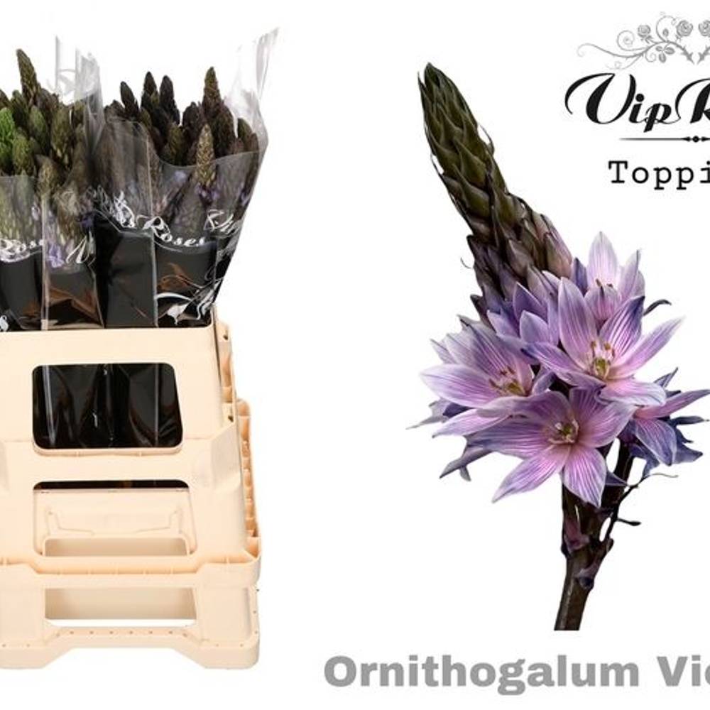 Ornithogalum violet gefärbt 60cm