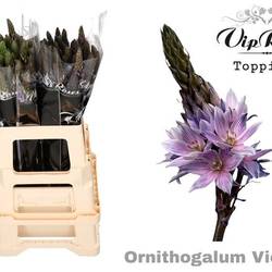 Ornithogalum violet gefärbt 60cm