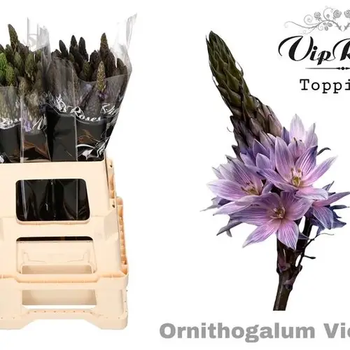 Ornithogalum violet gefärbt 60cm
