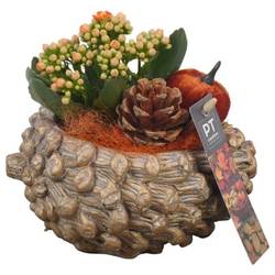 Kal.Arr PTHI5499 Herbst T16 H018