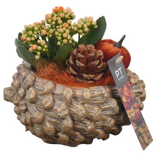 Kal.Arr PTHI5499 Herbst T16 H018