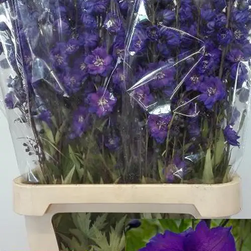 Delphinium violett Power 100cm