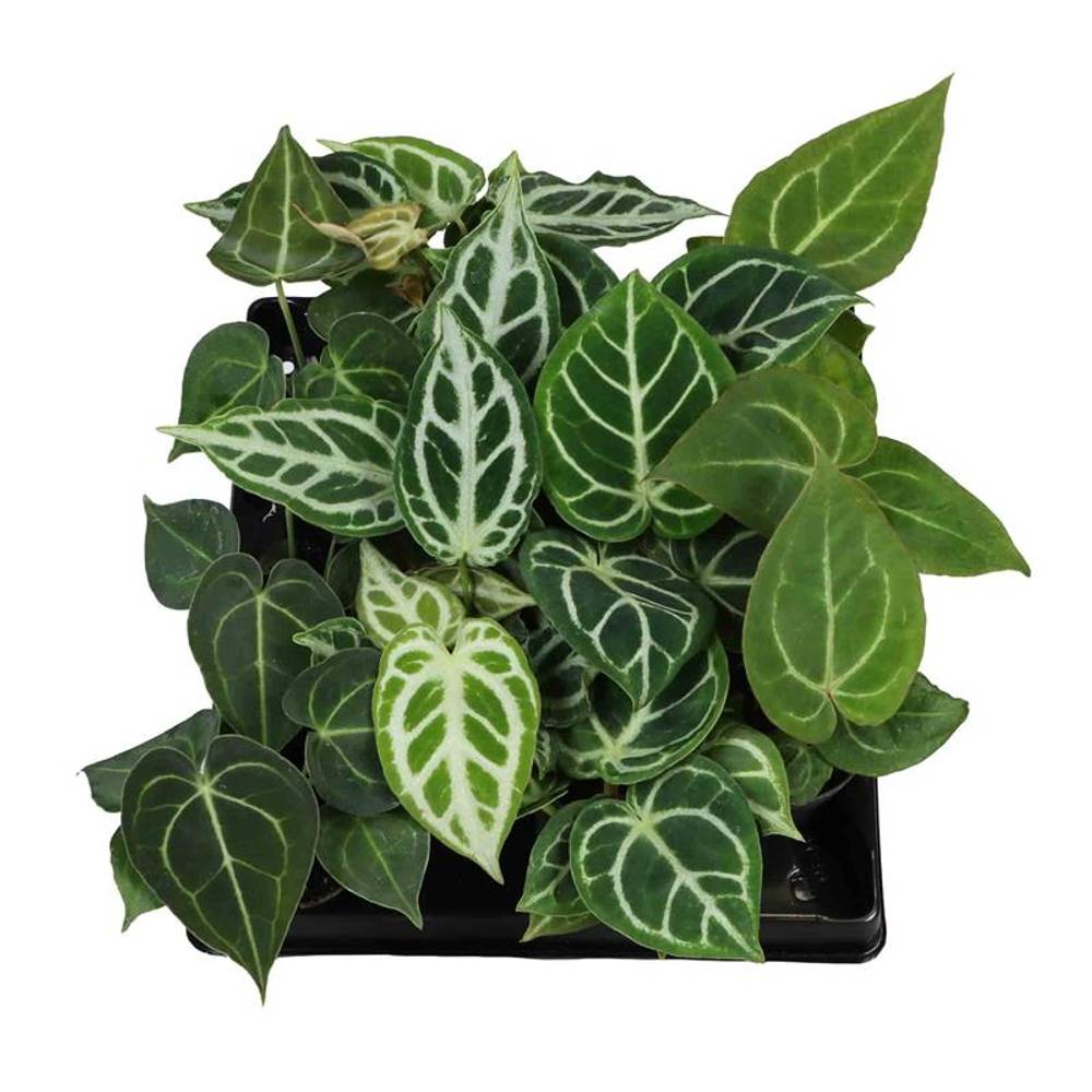 Anthurium mix T06 H010