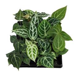 Anthurium mix T06 H010