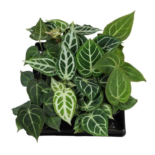 Anthurium mix T06 H010