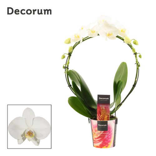 Phal.2-R weiss Bogen T12 H45