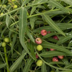 Pfeffer Blatt grün Pro Bund