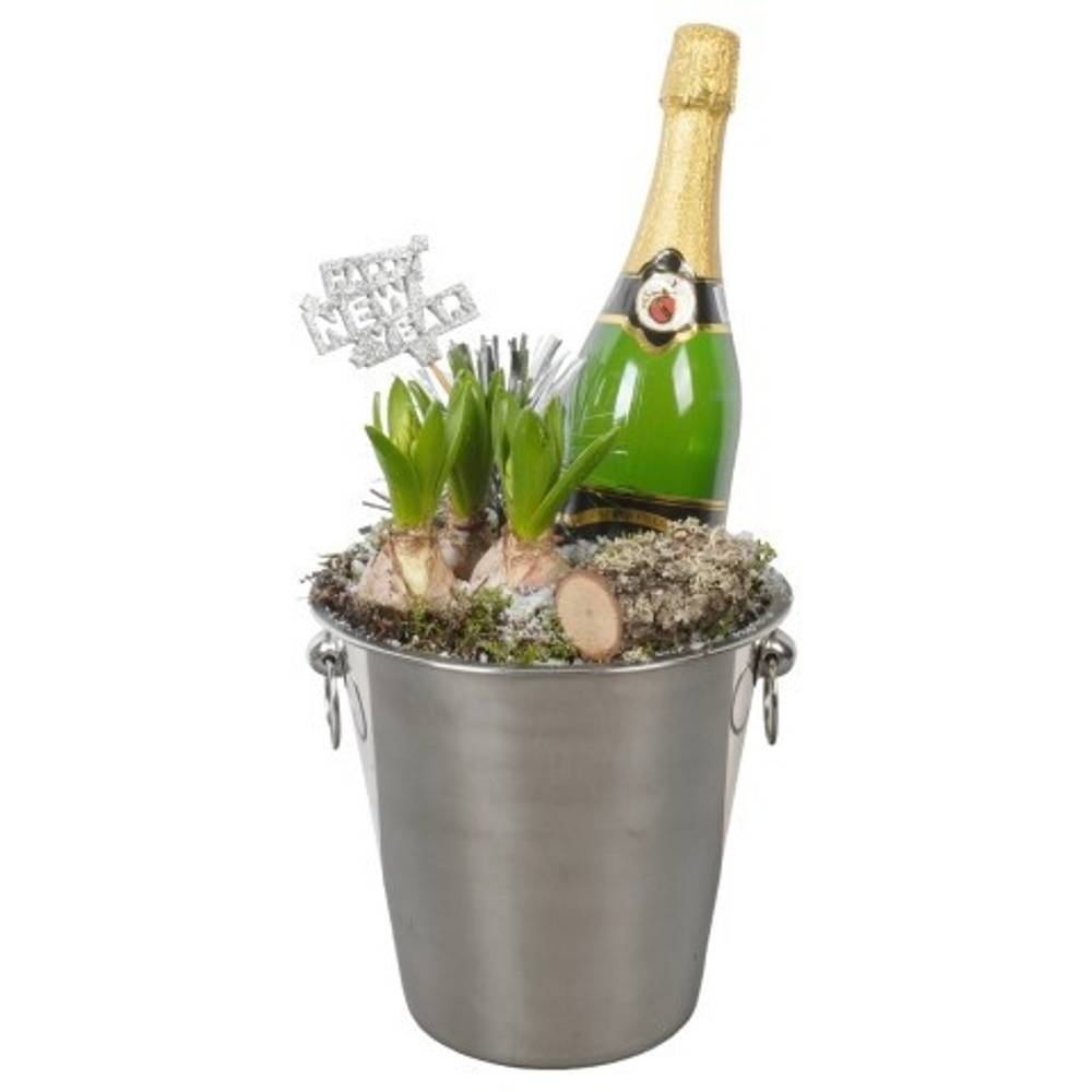 Hyac.Arr PTON7927 weisse Bl. Silvester T22 H046