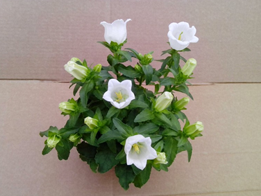 Campanula weiss T11 H018
