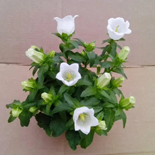 Campanula weiss T11 H018