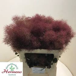 Perucken weinrot Red Fountain 90cm