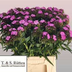 Bartnelke rosa Milka 45cm