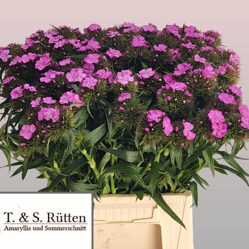 Bartnelke rosa Milka 45cm
