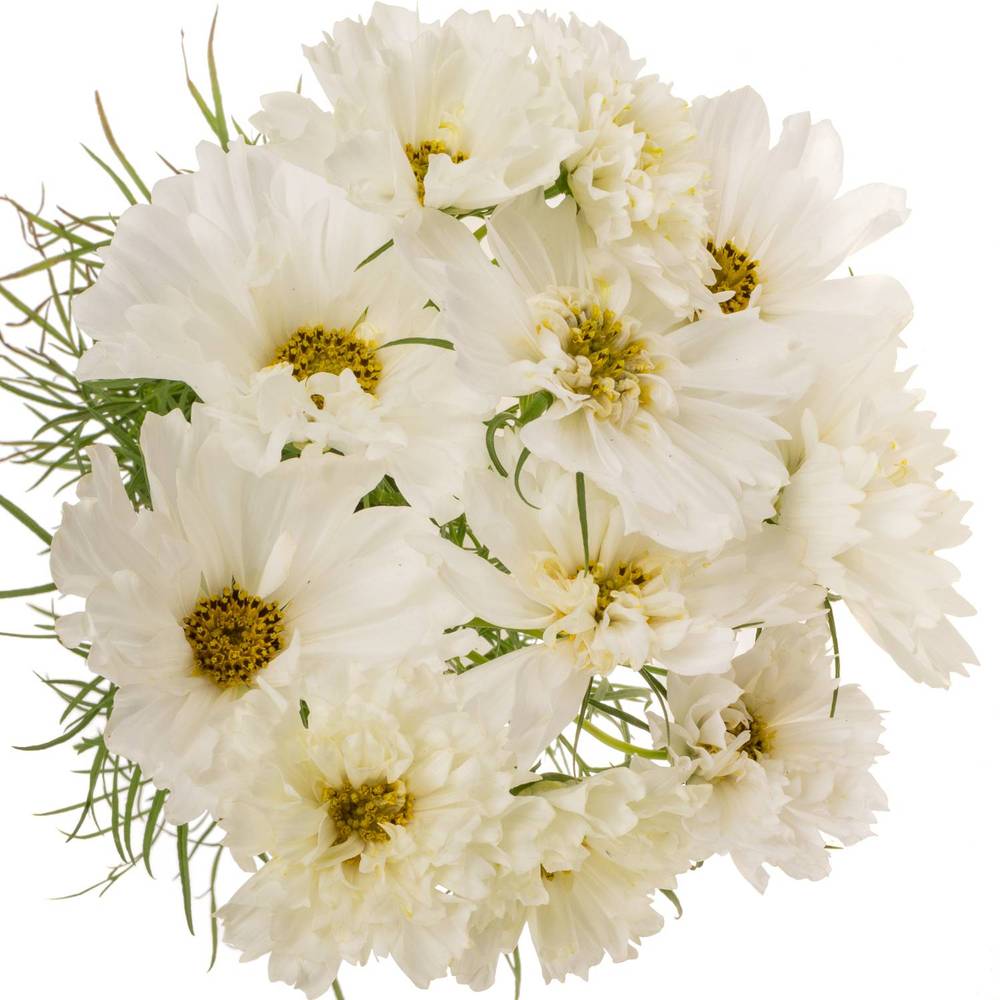 Cosmos weiss 55cm