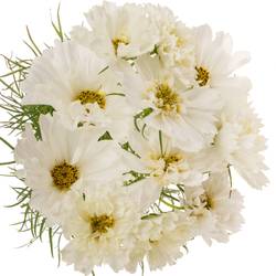 Cosmos weiss 55cm