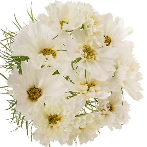 Cosmos weiss 55cm