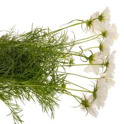 Cosmos weiss 55cm
