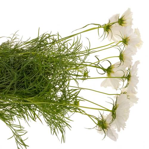 Cosmos weiss 55cm