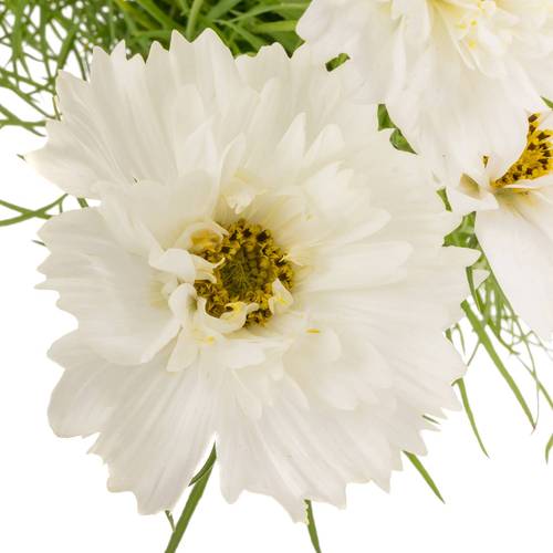 Cosmos weiss 55cm