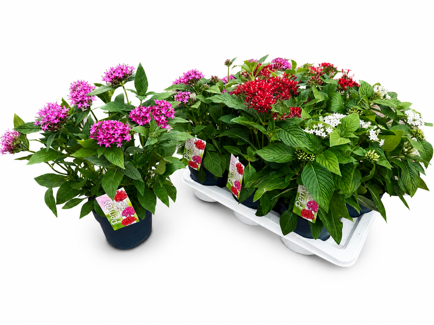 Pentas mix T17 H035