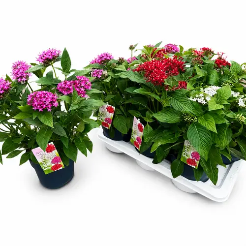 Pentas mix T17 H035