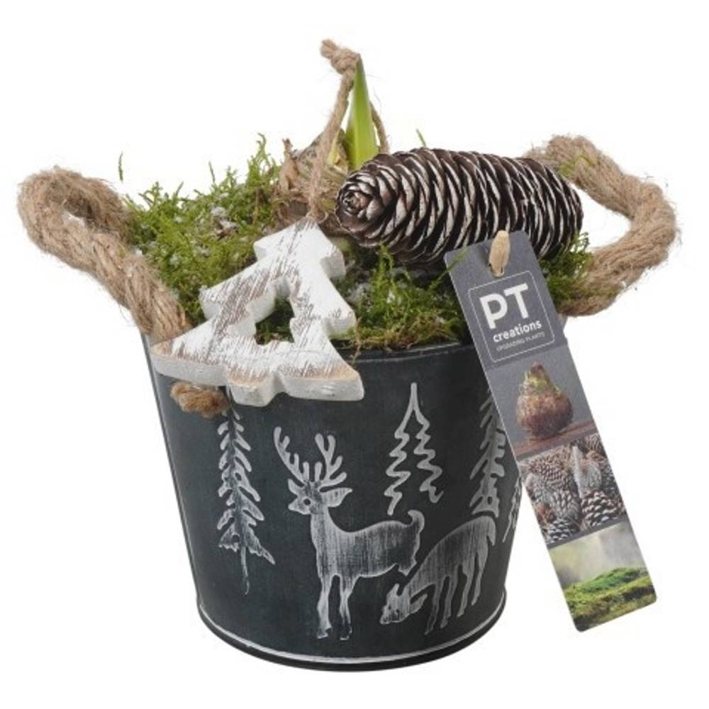 Amaryl.Arr PTACH5868 Weihnachten T15 H026