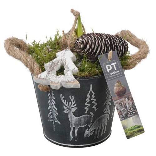 Amaryl.Arr PTACH5868 Weihnachten T15 H026