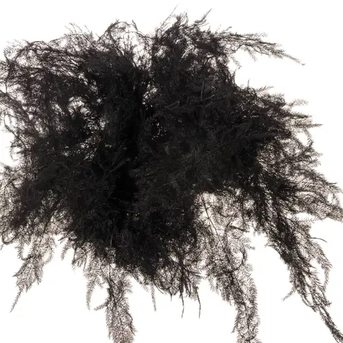 Plumosus schwarz gefärbt 45cm