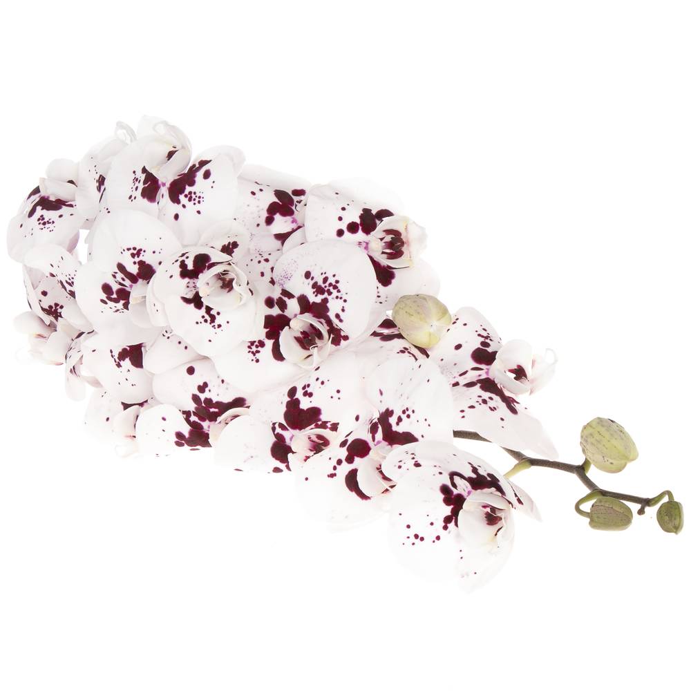 Phalaenopsis weiss/lila Wine 25 Blüte 2 Bis 5  Stiele