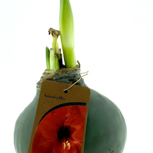 Amar.Bol Wachs Natur Grün rote Bl. H15