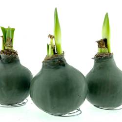 Amar.Bol Wachs Nature grün rote Bl. 32cm H015
