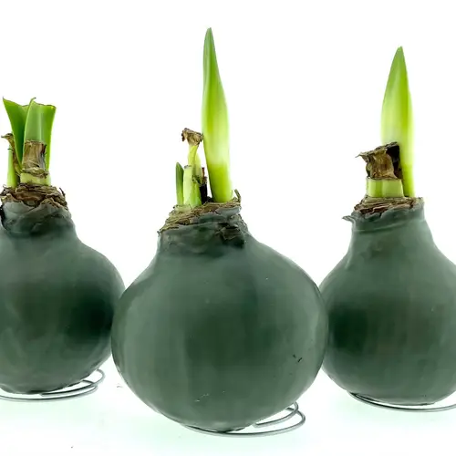 Amar.Bol Wachs Nature grün rote Bl. 32cm H015