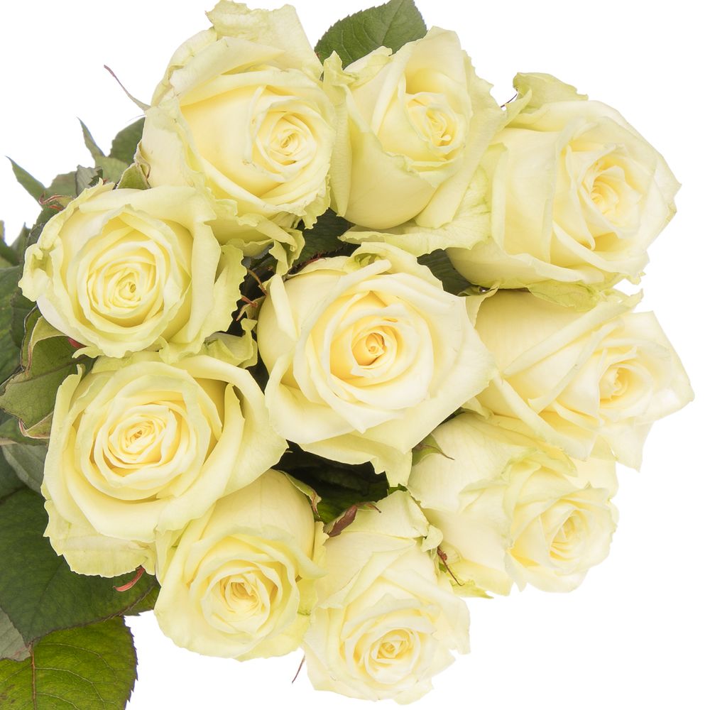 Rose weiss White Naomi (Roseworld) 50cm
