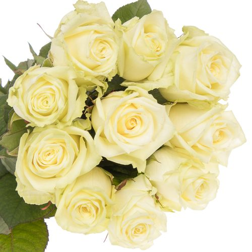 Rose weiss White Naomi (Roseworld) 50cm