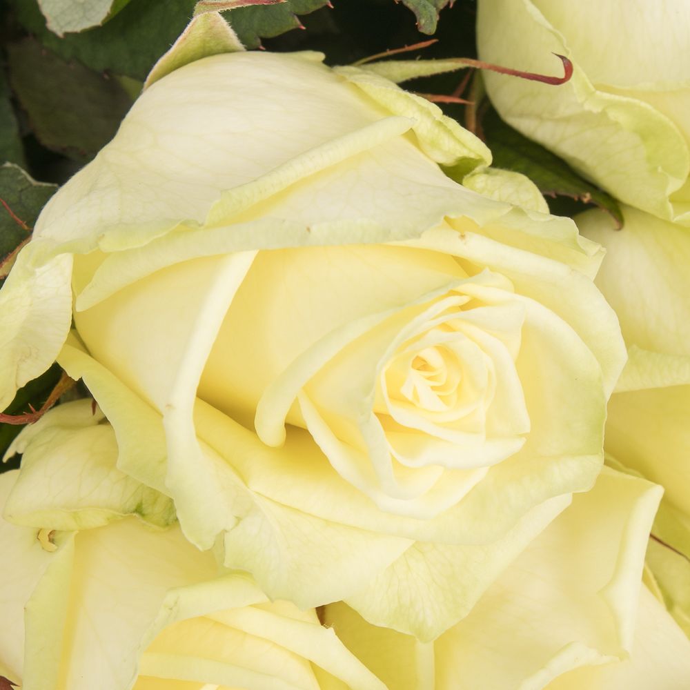 Rose weiss White Naomi (Roseworld) 50cm