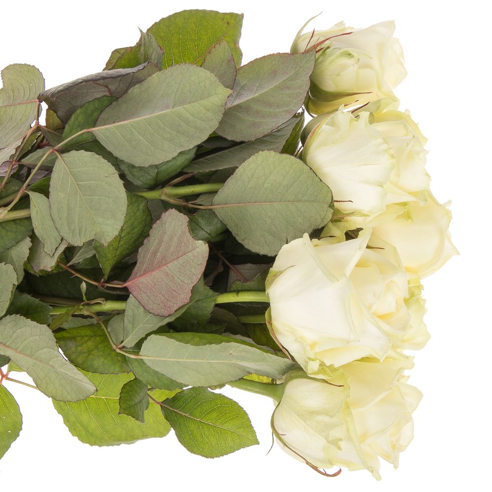 Rose weiss White Naomi (Roseworld) 50cm