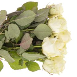 Rose weiss White Naomi (Roseworld) 50cm