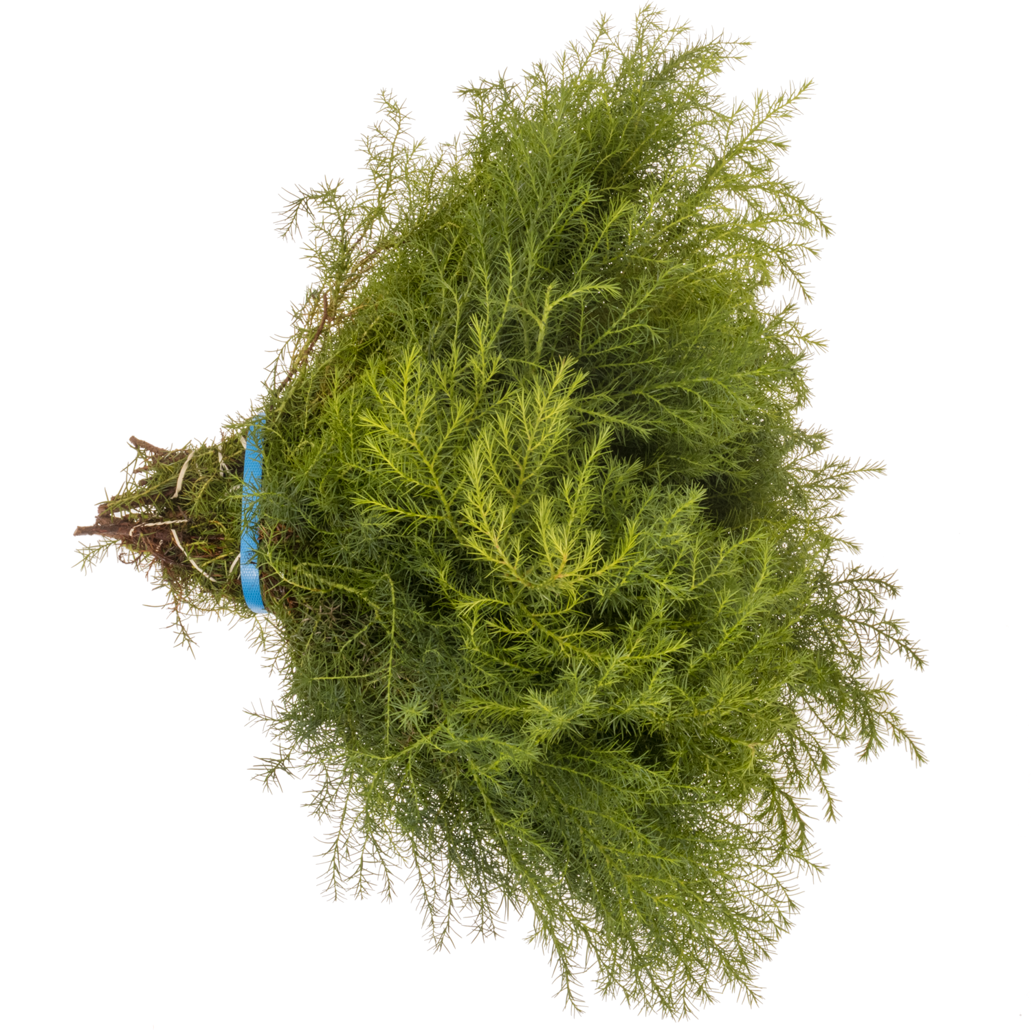 Cryptomeria grün Virdis 40cm 400 gramm bund