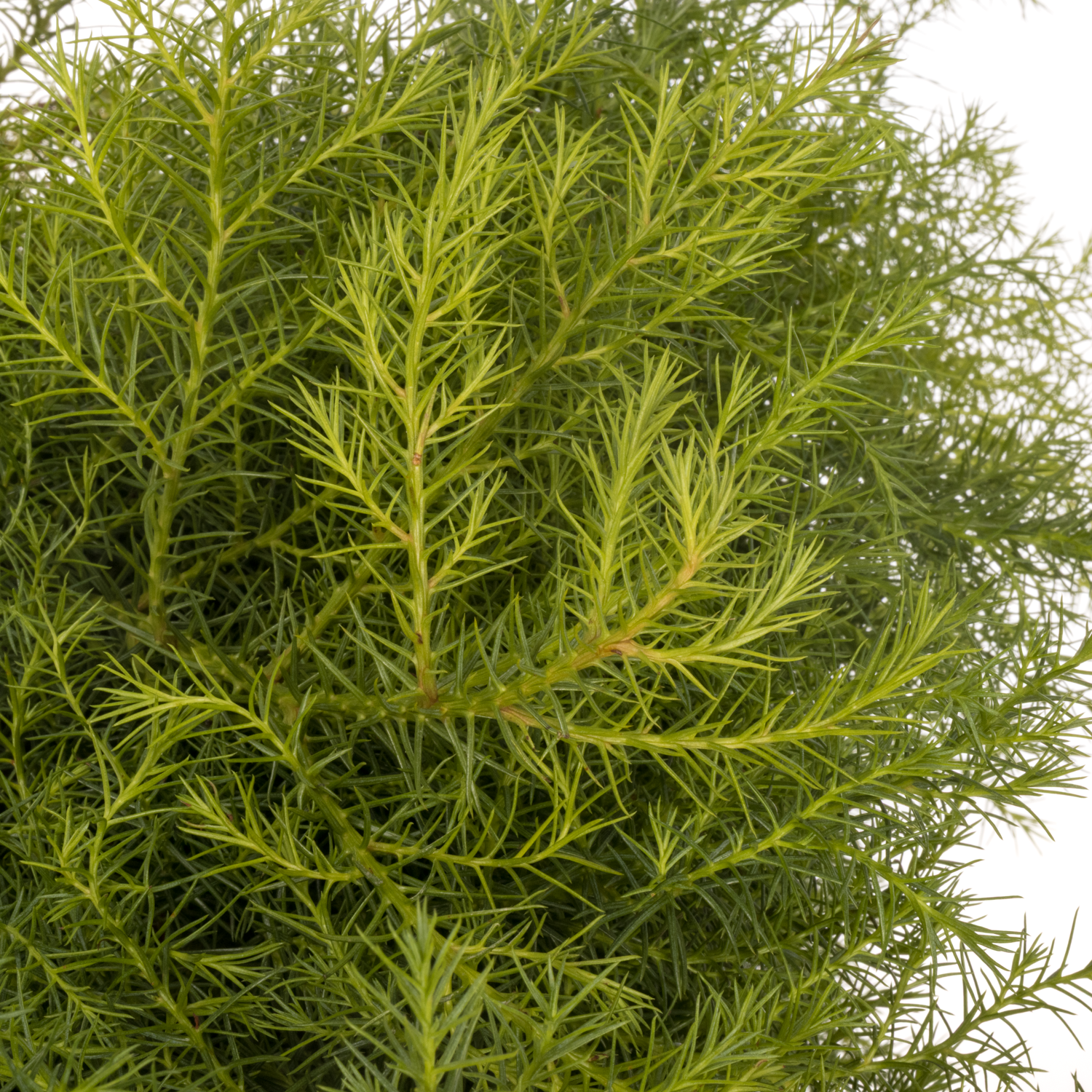 Cryptomeria grün Virdis 40cm 400 gramm bund