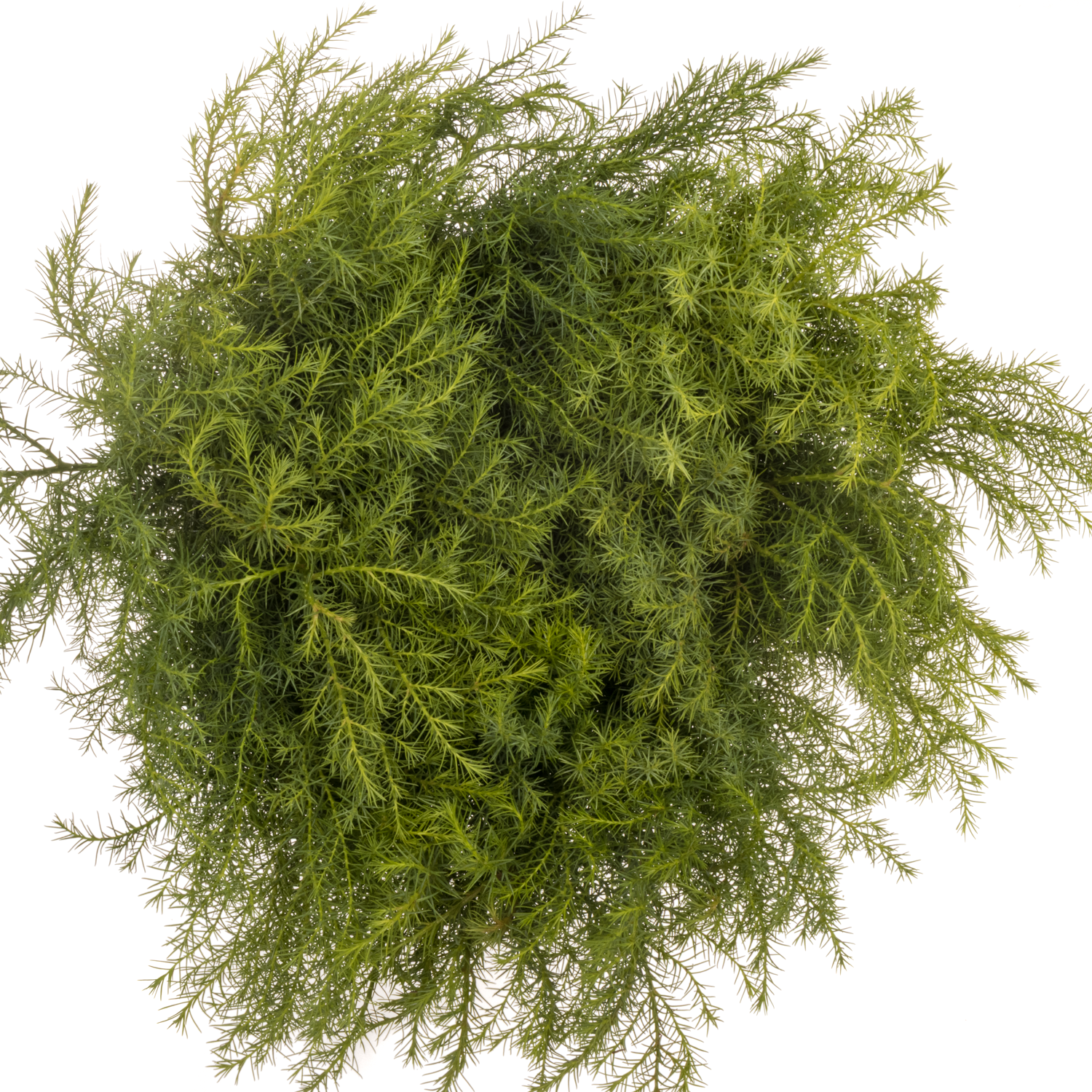 Cryptomeria grün Virdis 40cm 400 gramm bund