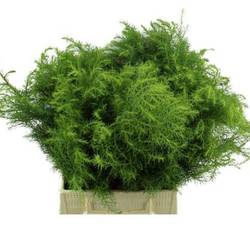 Cryptomeria grün Virdis 40cm 400 gramm bund
