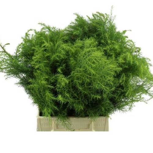 Cryptomeria grün Virdis 40cm 400 gramm bund