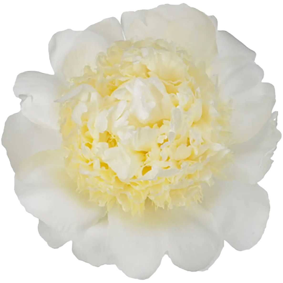 Pfingstrose weiss gefüllt Bridal 60cm