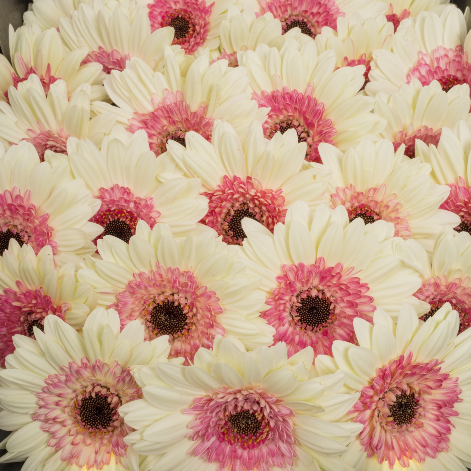 Germini weiss-fuchsia Double Fun