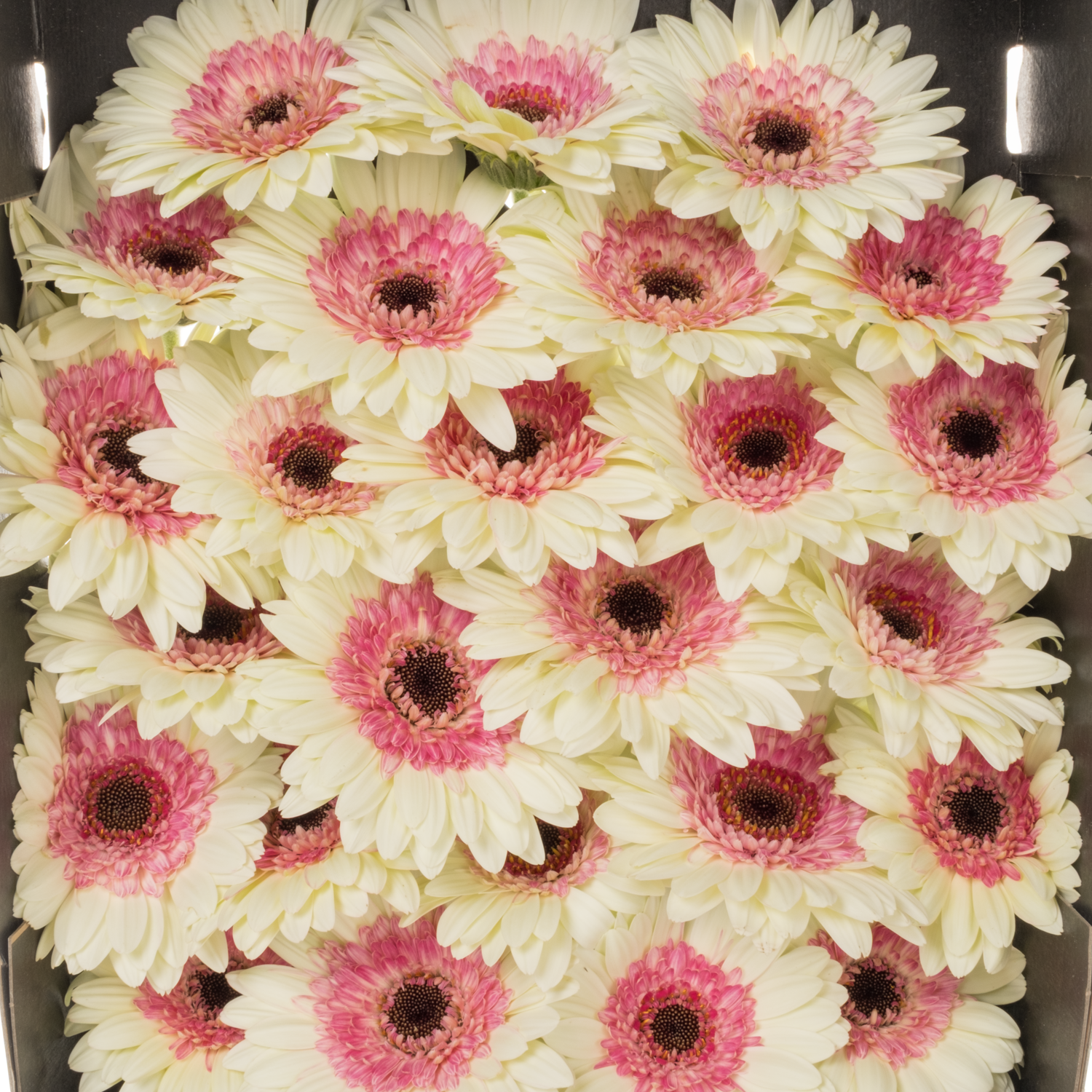 Germini weiss-fuchsia Double Fun