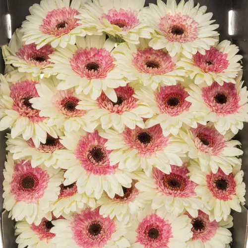 Germini weiss-fuchsia Double Fun