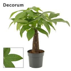 Pachira Aquatica T09 H25