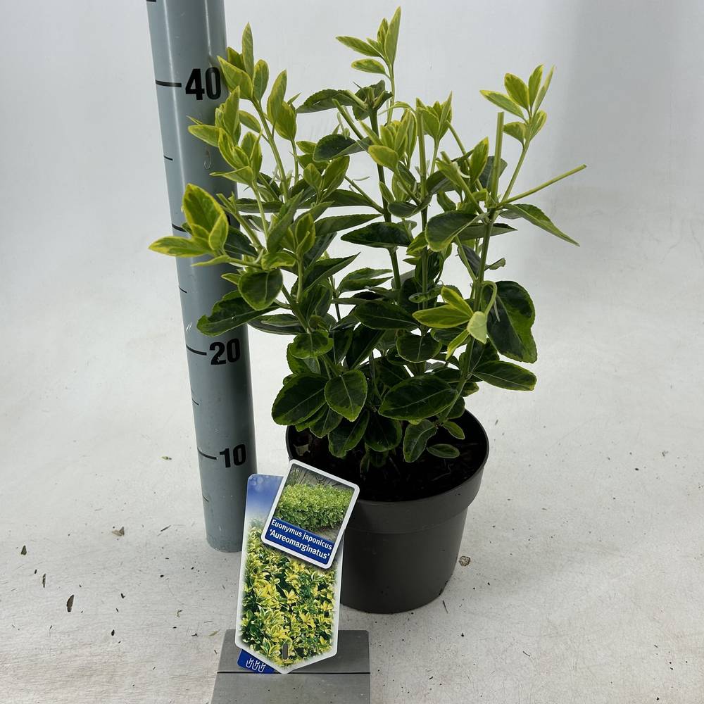Euonymus Jap. Aureomarginatus T17 H025