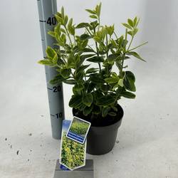 Euonymus Jap. Aureomarginatus T17 H025